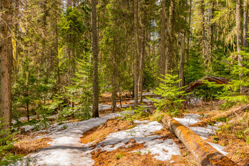 Snow covered trail through the forest