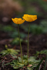 Fototapeta premium Poppy