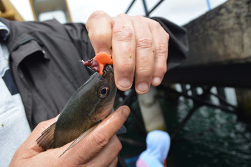 Hombre liberando pez, hombre viejo saca carnada de un pez recién pescado, pesca deportiva