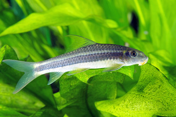 Siamese Algae Eater SAE