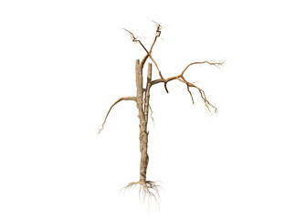 Dead Tree isolated over a white background 