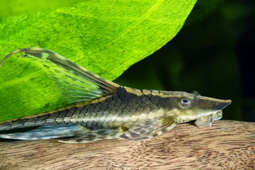 Foto op Aluminium Sturisoma panamense catfish in freshwater aquarium © mikhailg