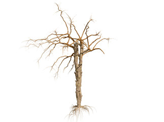 Obraz premium Dead Tree isolated over a white background 