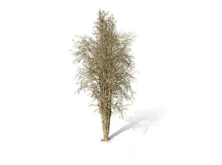 Dead Tree isolated over a white background 