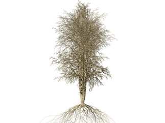 Fototapeta premium Dead Tree isolated over a white background 