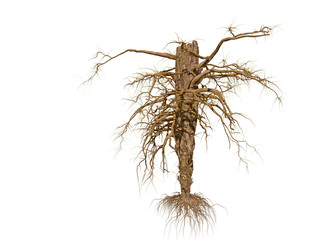 Dead Tree isolated over a white background 