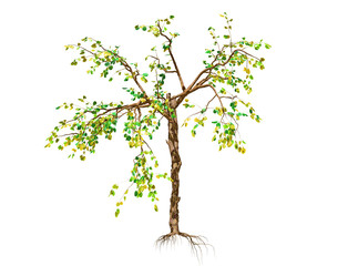 A Tree isolated over a white background