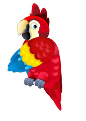 Cartoon parrot on white background - illustration for children