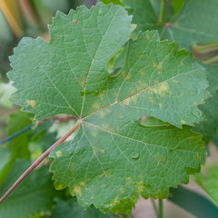 Sick grape leaf closeup