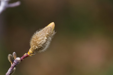 Loebner Magnolia bud