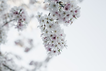 White Flowering Tree