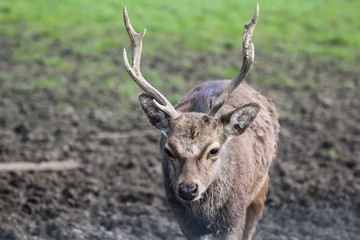 sika deer