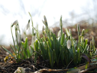 Polonne / Ukraine - 4 March 2019: Snowdrop or common snowdrop (Galanthus nivalis) flowers. A blooming bouquet of snowdrops in full sun heralds the arrival of spring