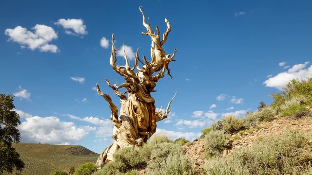 Time lapse of the clouds moving behind a Bristlecone Pine Tree, one of the oldest living things on earth.
