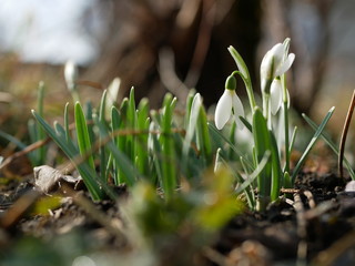 Polonne / Ukraine - 4 March 2019: Snowdrop or common snowdrop (Galanthus nivalis) flowers. A blooming bouquet of snowdrops in full sun heralds the arrival of spring