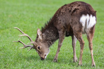 sika deer