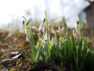 Polonne / Ukraine - 4 March 2019: Snowdrop or common snowdrop (Galanthus nivalis) flowers. A...