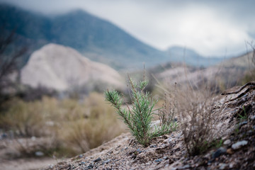 California sagebrush and mountains in desert on moody cloudy day