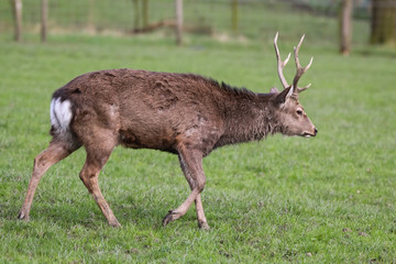 sika deer
