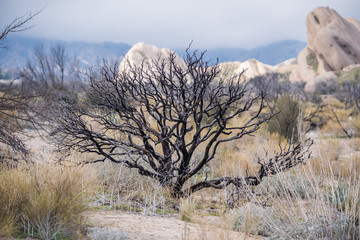 Burned tree in California desert surrounded by grasses and distant rocks