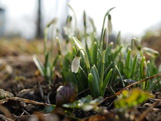 Polonne / Ukraine - 4 March 2019: Snowdrop or common snowdrop (Galanthus nivalis) flowers. A blooming bouquet of snowdrops in full sun heralds the arrival of spring