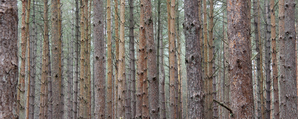 Full frame pine trees in Thetford Forest Suffolk England UK