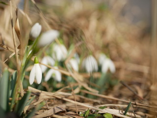 Polonne / Ukraine - 4 March 2019: Snowdrop or common snowdrop (Galanthus nivalis) flowers. A blooming bouquet of snowdrops in full sun heralds the arrival of spring