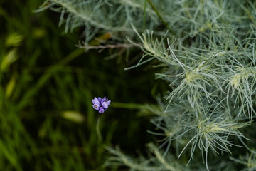 Purple Wildflower Blue Dicks and California sagebrush
