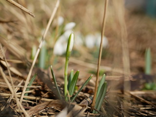 Polonne / Ukraine - 4 March 2019: Snowdrop or common snowdrop (Galanthus nivalis) flowers. A...