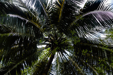 Fototapeta premium Coconut Palm tree with blue sky,beautiful tropical background.Summer vacation and travel concept.