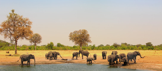 Large herd of elephants at a waterhole in Hwange National Park, Zimbabwe - obrazy, fototapety, plakaty
