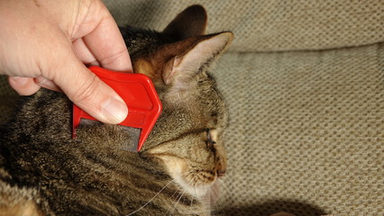 Natural pest control - flea combing a cat