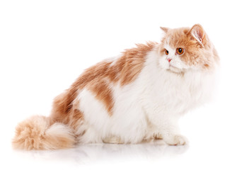 Cute redhair Scottish Fold cat lying on white background