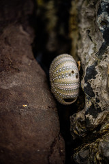 California sea urchin skeleton on the beach in the crack between two rocks