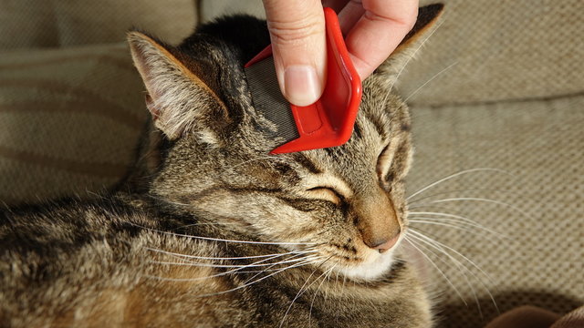 Natural pest control - flea combing a cat