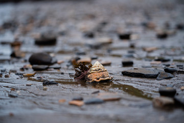 Hermit crab shell with decoration on the beach at low tide