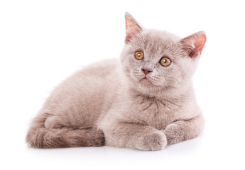 Scottish straight kitten. Kitty of coffee color. Isolated on a white background. kitten on photo studio