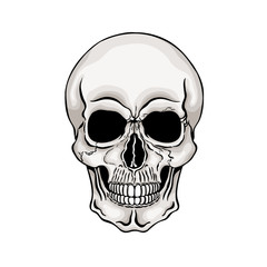 Vector illustration of human skull