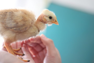 little chicken in hand on blue background