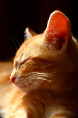 Sleepy ginger tabby kitten isolated on a black background