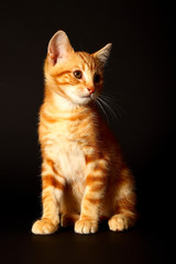 Potrait of a cute ginger tabby kitten isolated on a black background