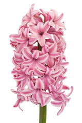 Pink flower of hyacinth, isolated on white background