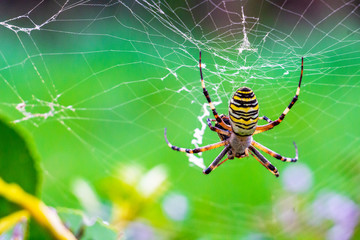 Wasp spider, Argiope bruennichi on an orb web with a prey, in Krum, Bulgaria