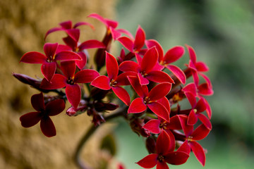 Obraz premium Grupo de pequeñas flores rojas