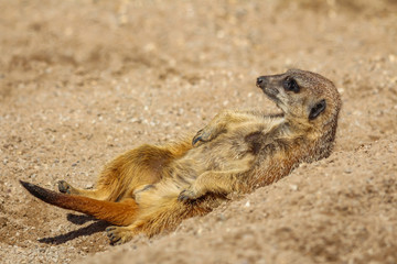 Obraz premium meerkats