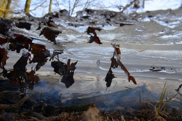 tafla lodu położona na ognisku w celu ugaszenia, zbliżenie od spodu, wmarznięte liście jak motyle 1 - obrazy, fototapety, plakaty