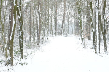 Avenue in winter forest