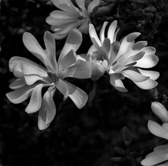 Magnolia stellata