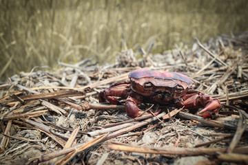 Dead crab in the fields