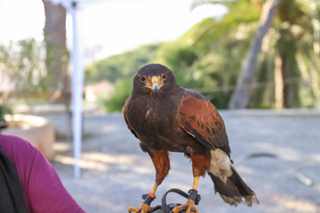 poiana